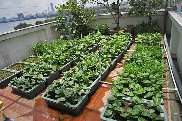 Những mẫu thiết kế sân thượng đẹp cho nhà ống hoặc nhà phố hiện đại - 15