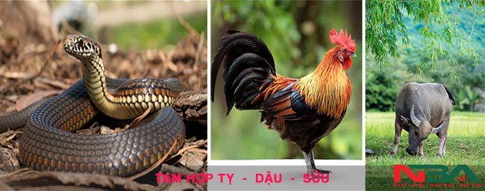 tam hop tu hanh xung 6